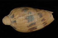 藏品(椰子渦螺)的圖片